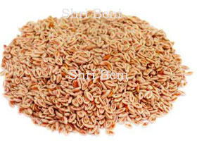 Isabgol Seed